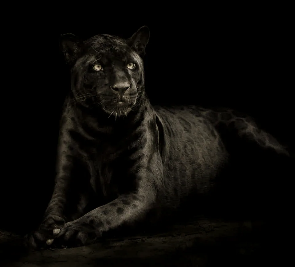 A black jaguar lying still against a black background, looking ahead.
